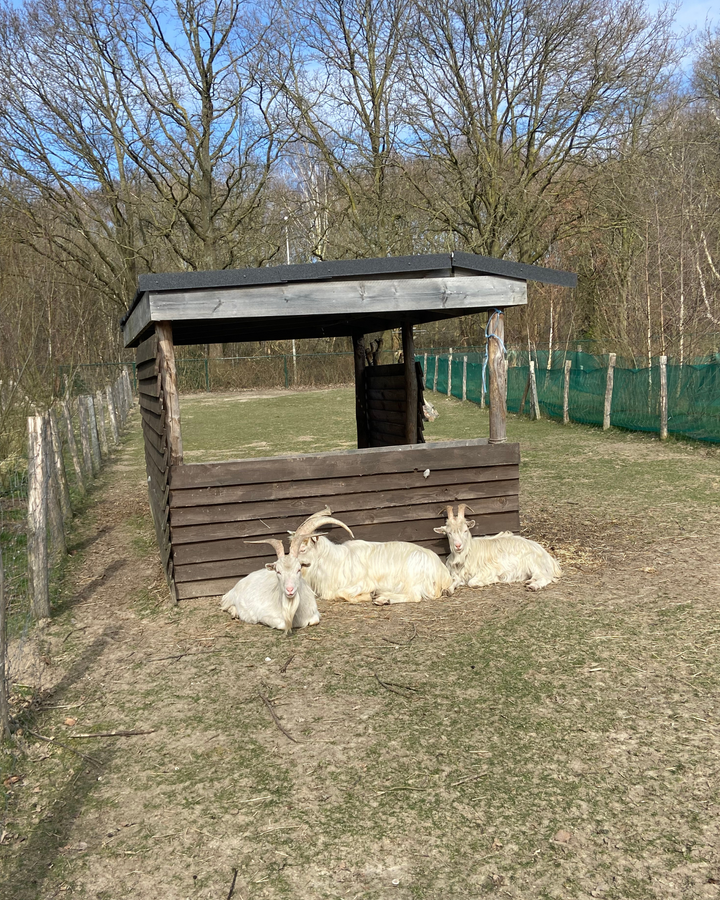 Kinder/ ouder workshop 'Samen schitteren' @ Kinderboerderij Wilrijk